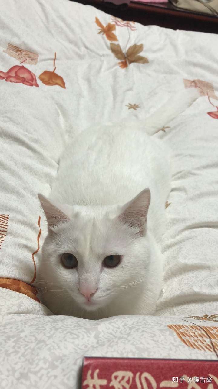 纯白英短跟普通白猫的区别到底在哪里?