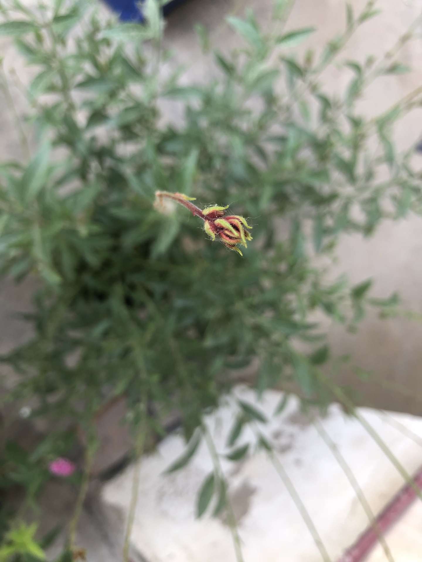 紫叶山桃草 知乎