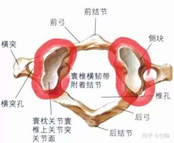 颈椎为什么分7节 得了颈椎病每一节会有什么症状 知乎