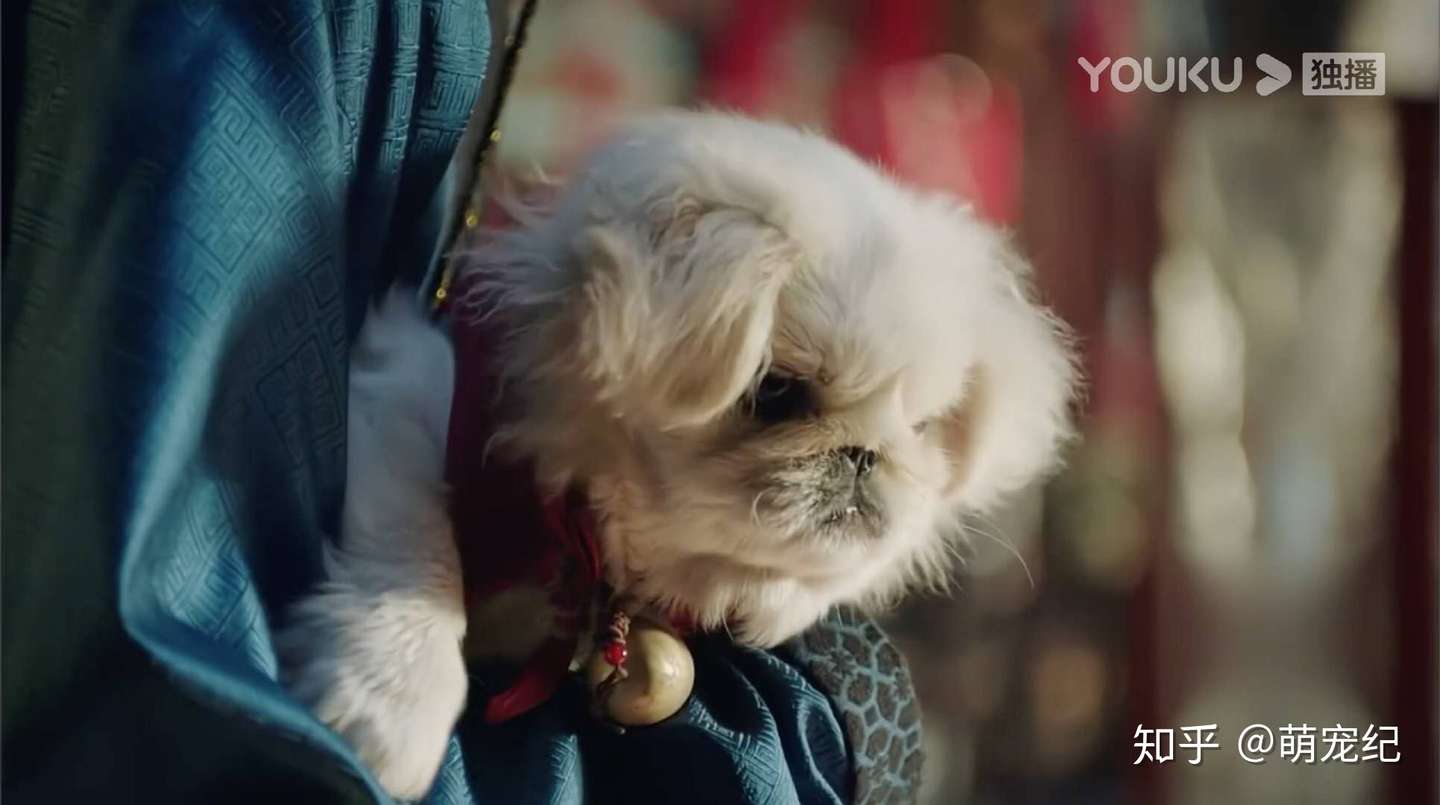 如今少有人养的它却曾是名副其实的皇室特供 知乎