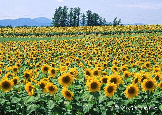 手把手教你种葵花籽 掌握5大种植技巧 一棵就能结一大堆 知乎