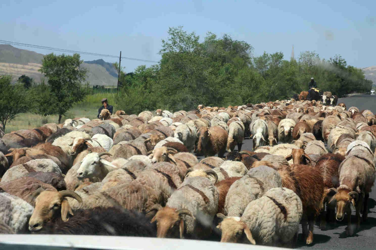 牧羊人高清图片下载-正版图片500130655-摄图网