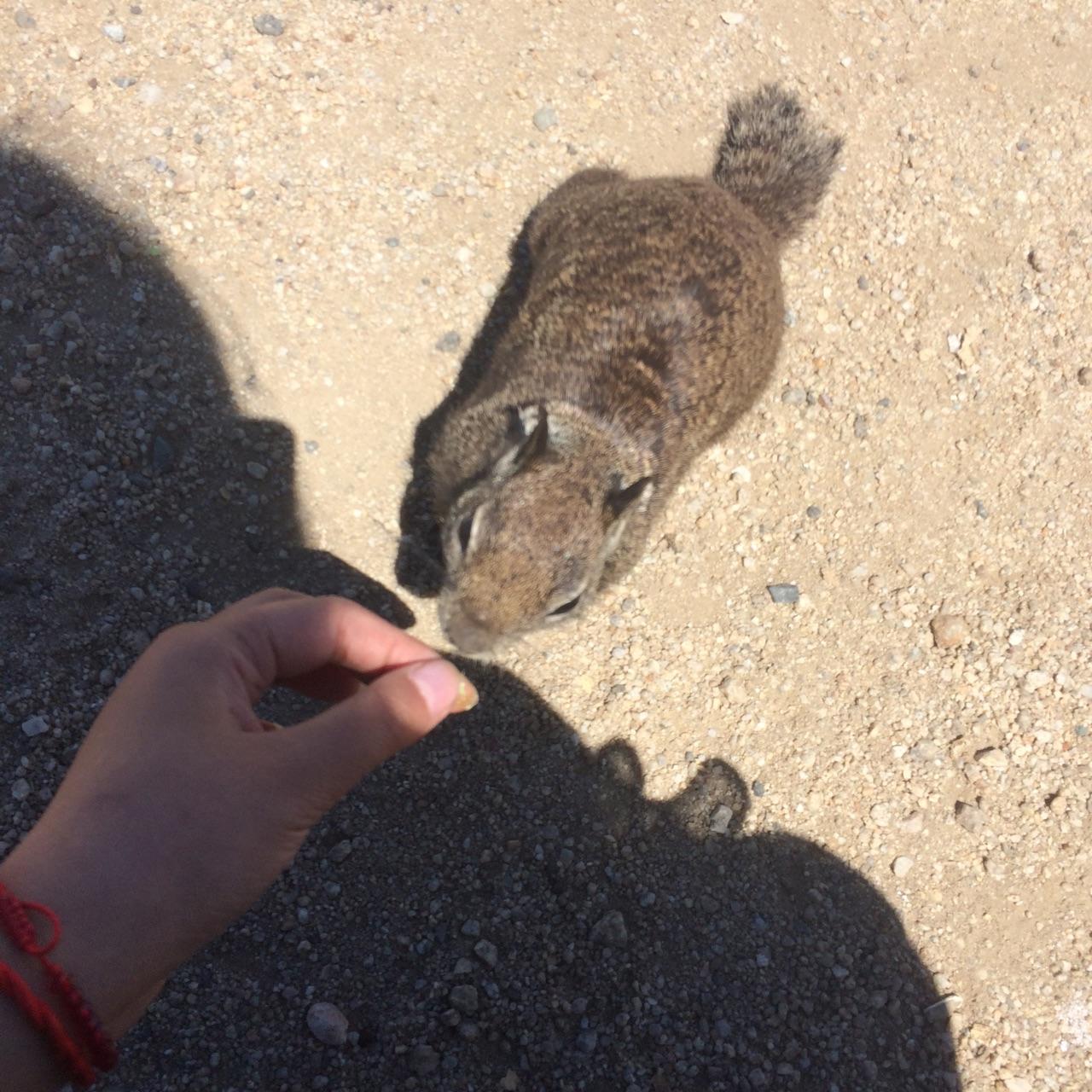 如何徒手抓松鼠