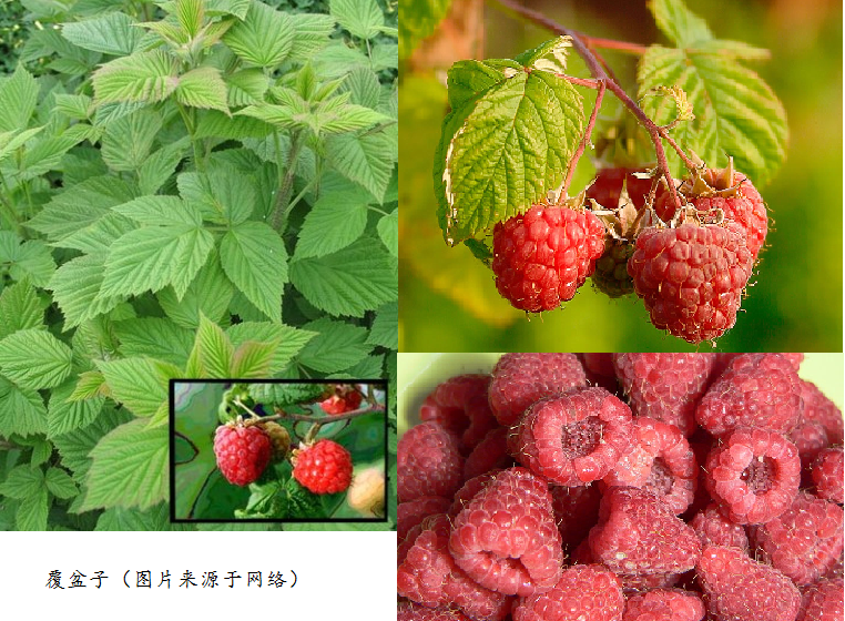 據維基百科:*覆盆子(學名:rubus idaeus)是薔薇科懸鉤子屬的木本植物.