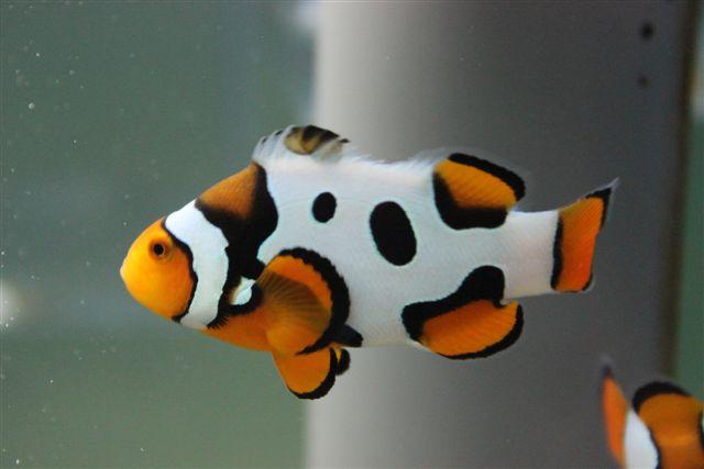 (图片来自网络)还有这个白金小丑,价格很高,数量比较少,但是个人不是