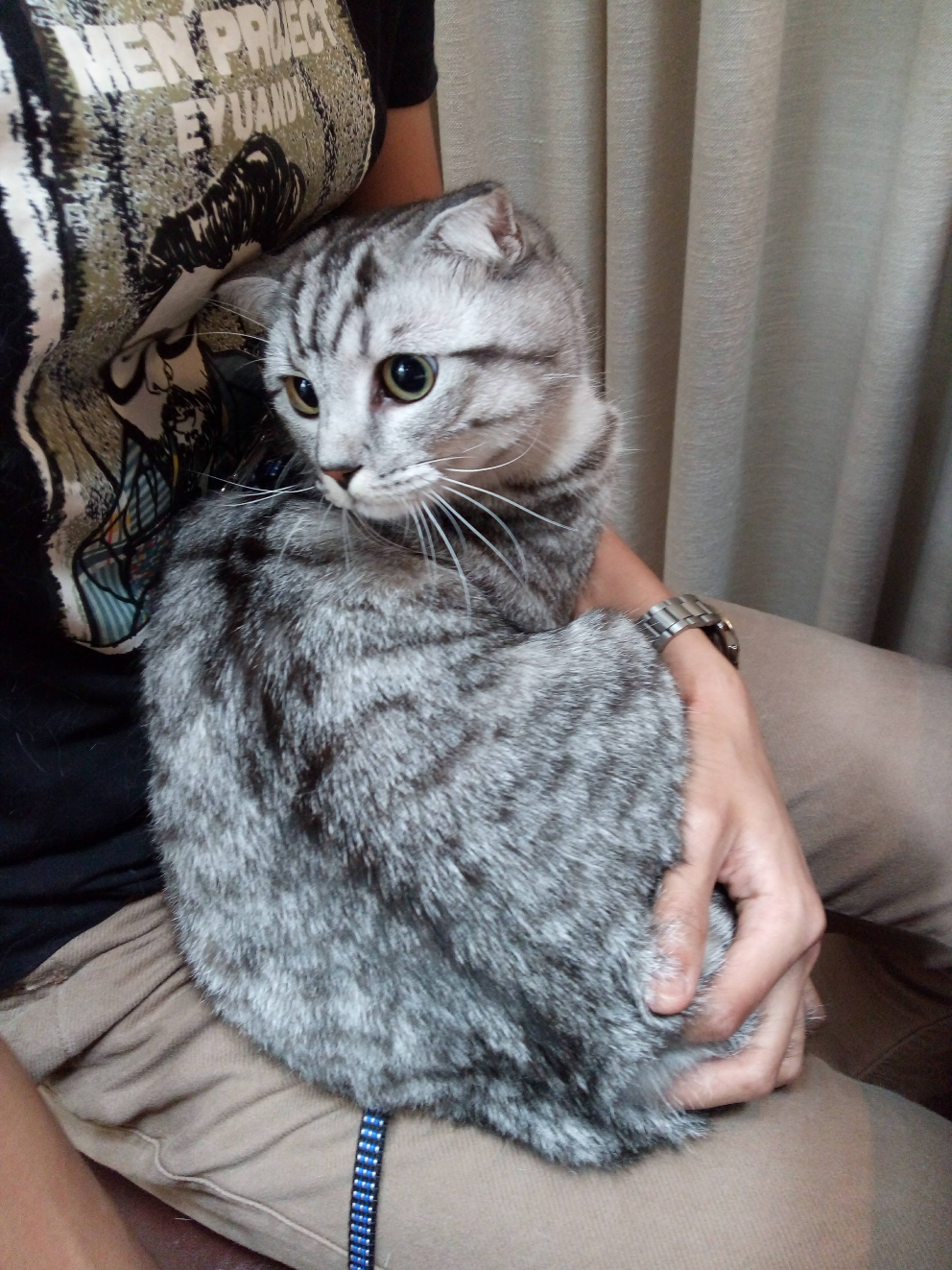 有什么长得好看又不贵的猫?! ? - 就是范儿物的