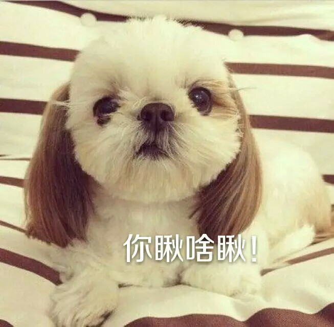 超级可爱的小狗狗表情 848148bd1a78e00ac4ba319a2ef16605_r.jpg