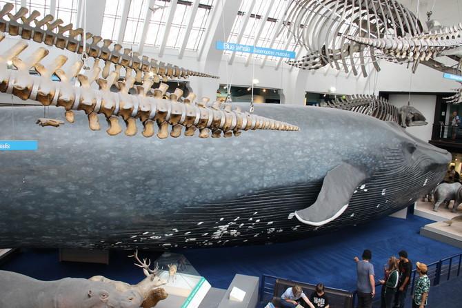 蓝鲸标本图片