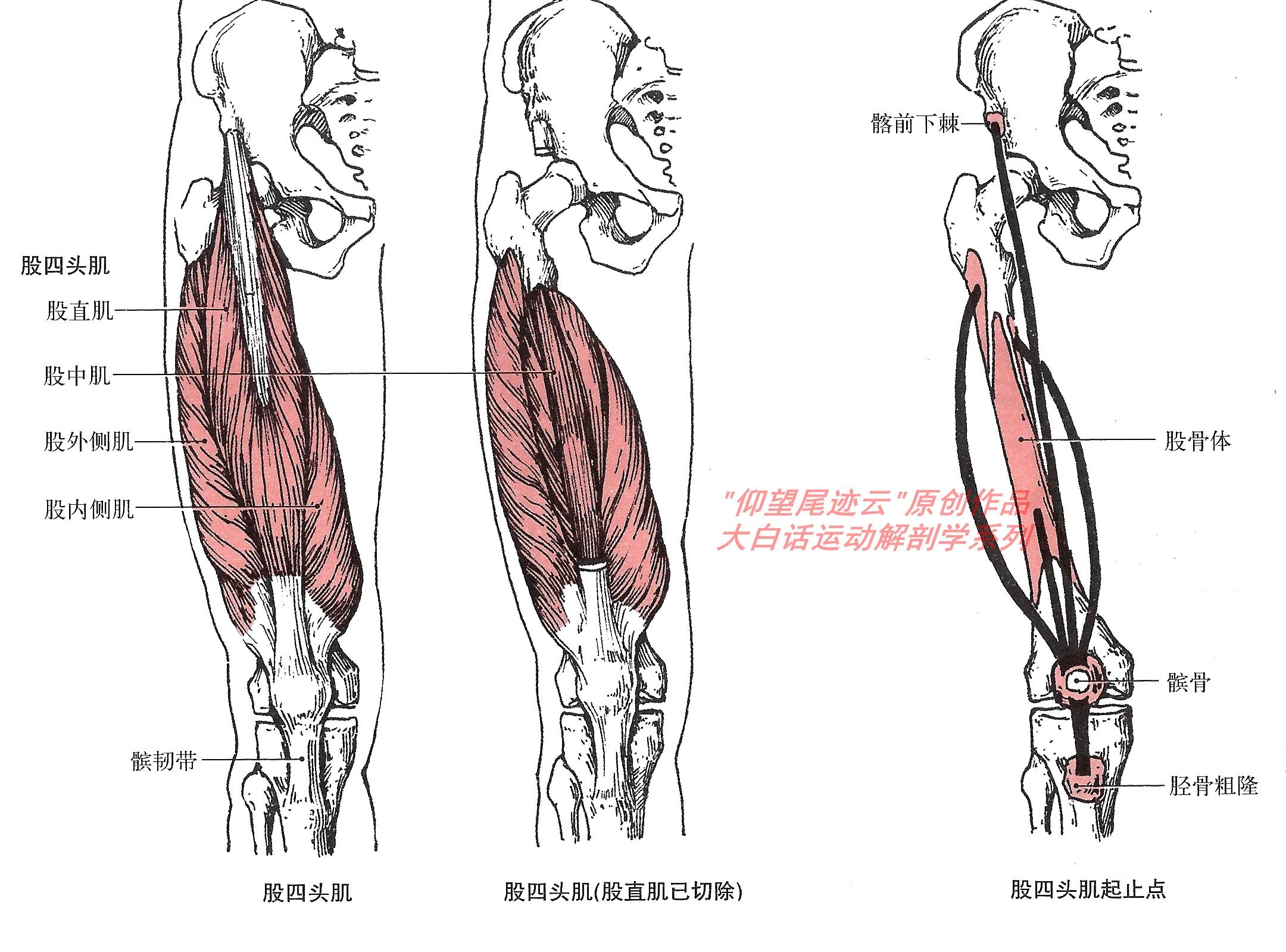健身大讲堂：腿部肌肉 - 知乎