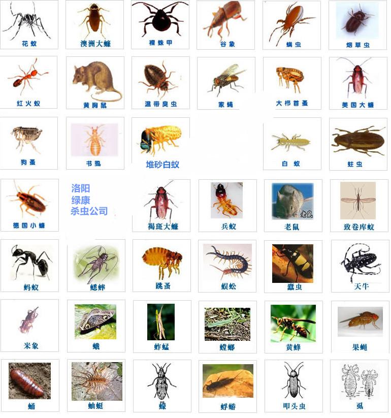 常见的虫子图鉴图片