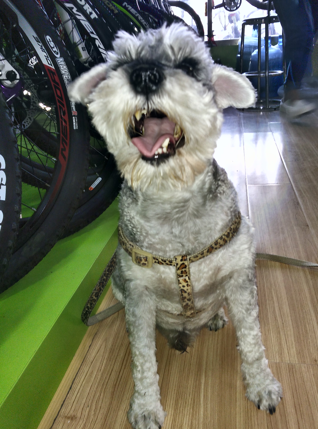 没时间陪狗狗、它在家里好孤单。再养一只会不