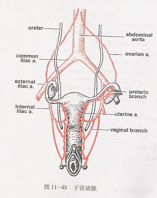 下面是非受孕状态下的子宫动脉:我们可以看出子宫动脉供血来至于钢鼢