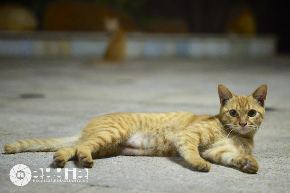 猫子们 - 知乎
