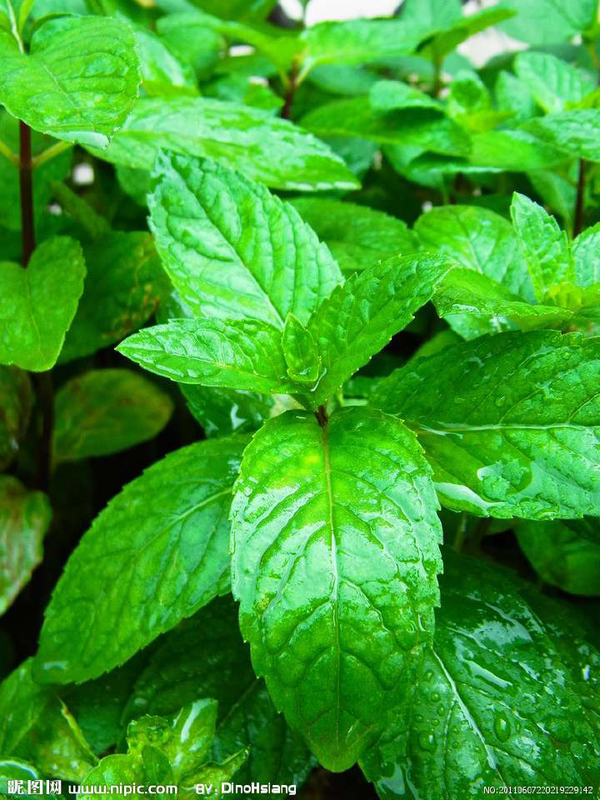 如何用薄荷做菜?