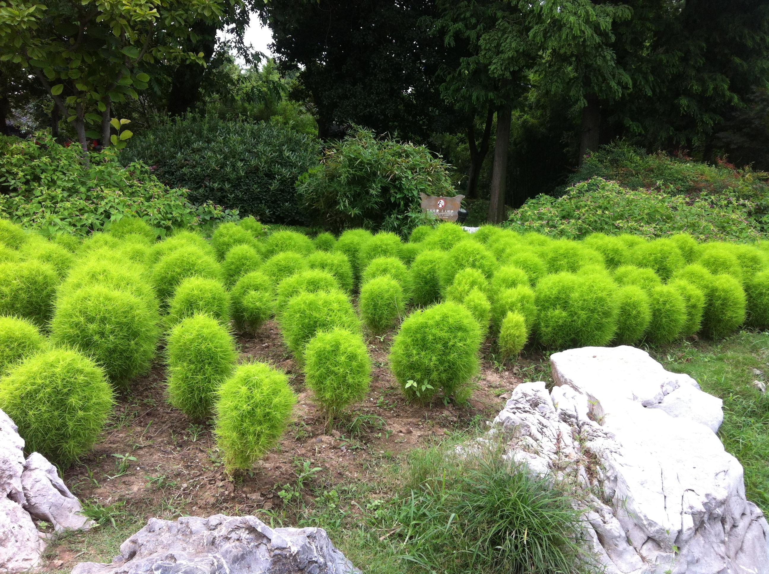 这种看起来毛茸茸的植物叫什么名字?