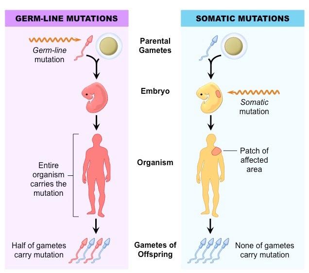 Somatic和germline突变有什么区别，问什么在研究癌症的过程中要区分这两种突变？ - 知乎