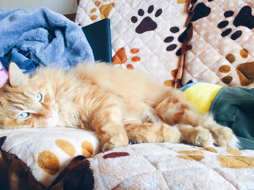 狗吃狗粮,猫吃猫粮。可不可以也做出一种人粮