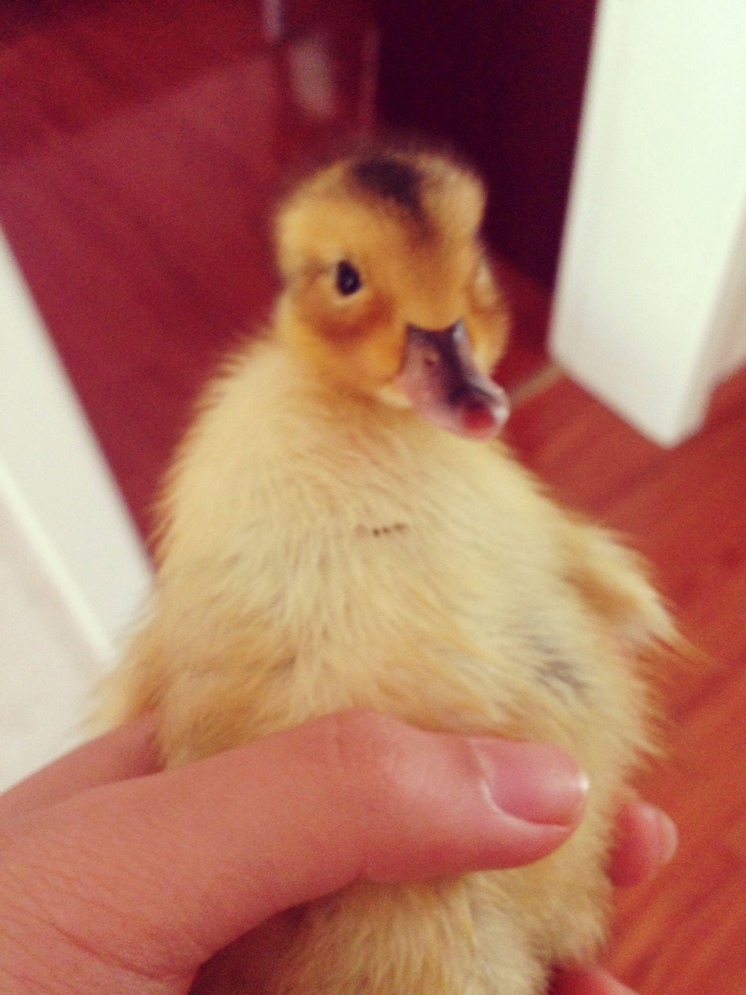 养小鸭子做宠物是什么体验? - X 是种怎样的体