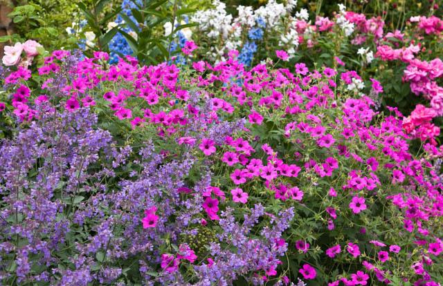 猫薄荷:如何用植物单挑八达岭老虎? - 花里活 -