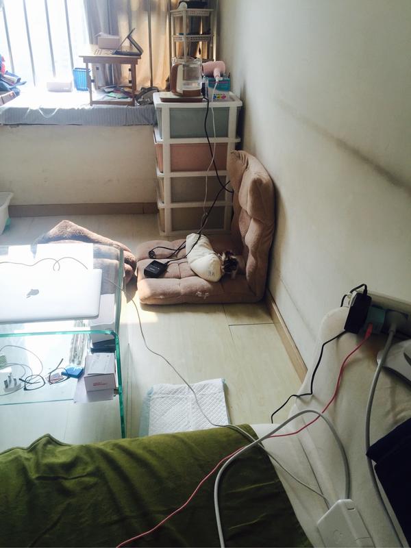 云猫奴终于撸上猫了是一种怎么样的体验?