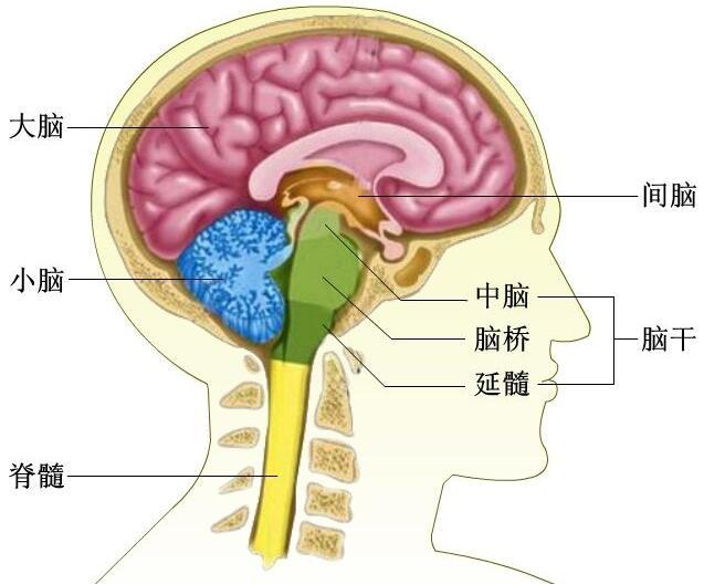 其中,大脑有新皮质和旧皮质;间脑包含了视丘及下视丘;脑干包含了中脑