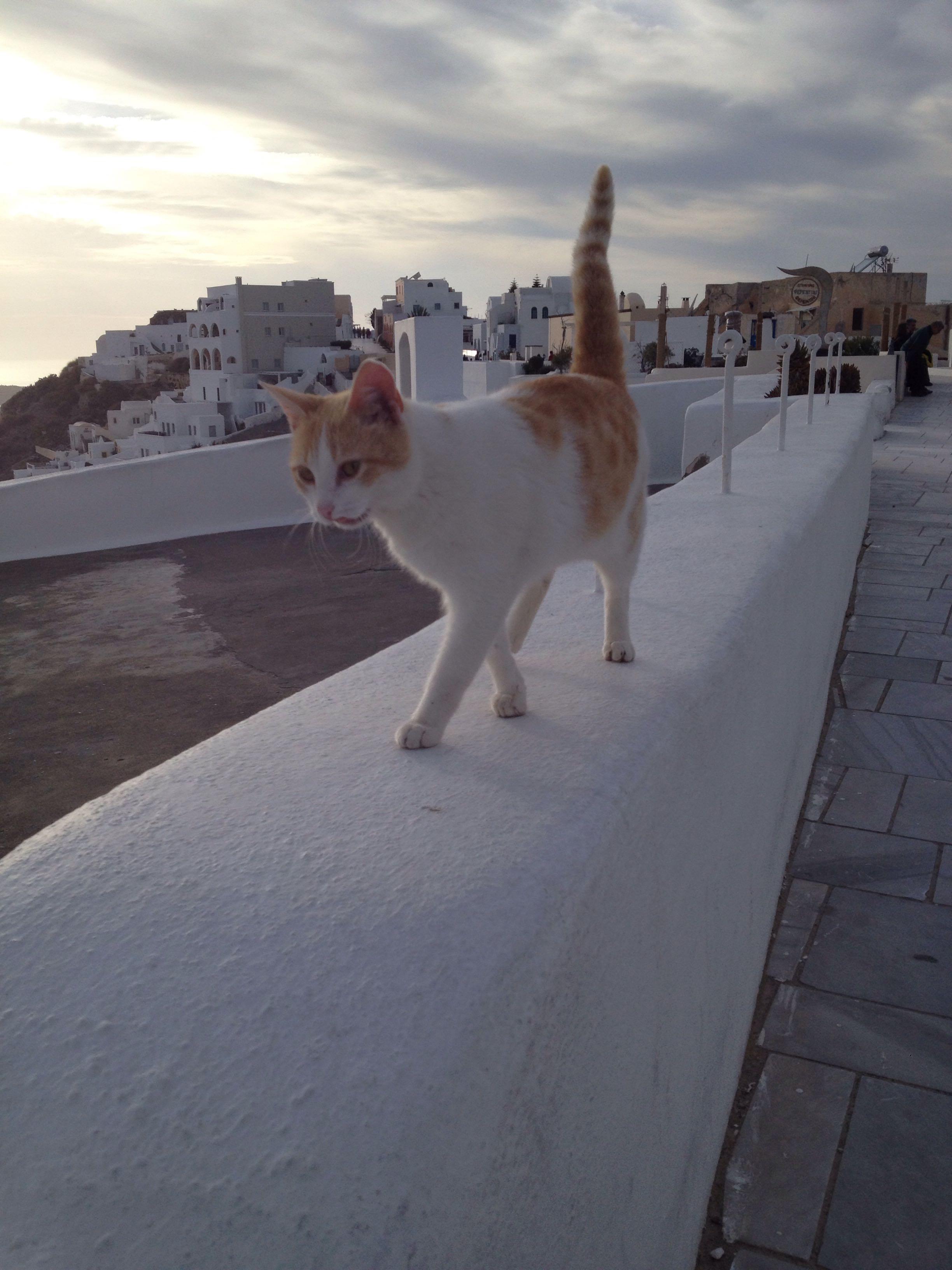 不会撩猫的人强撩是什么体验? - Wwww 的回答