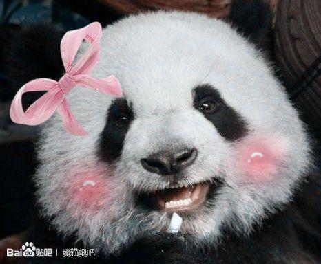 大家谈谈为什么喜欢奥莉奥(熊猫)?奥莉奥会成