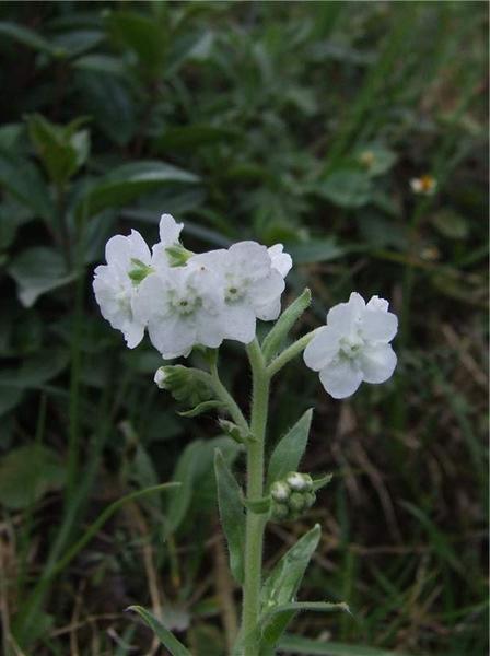 琉璃草俗称粘粘草有白花的吗?