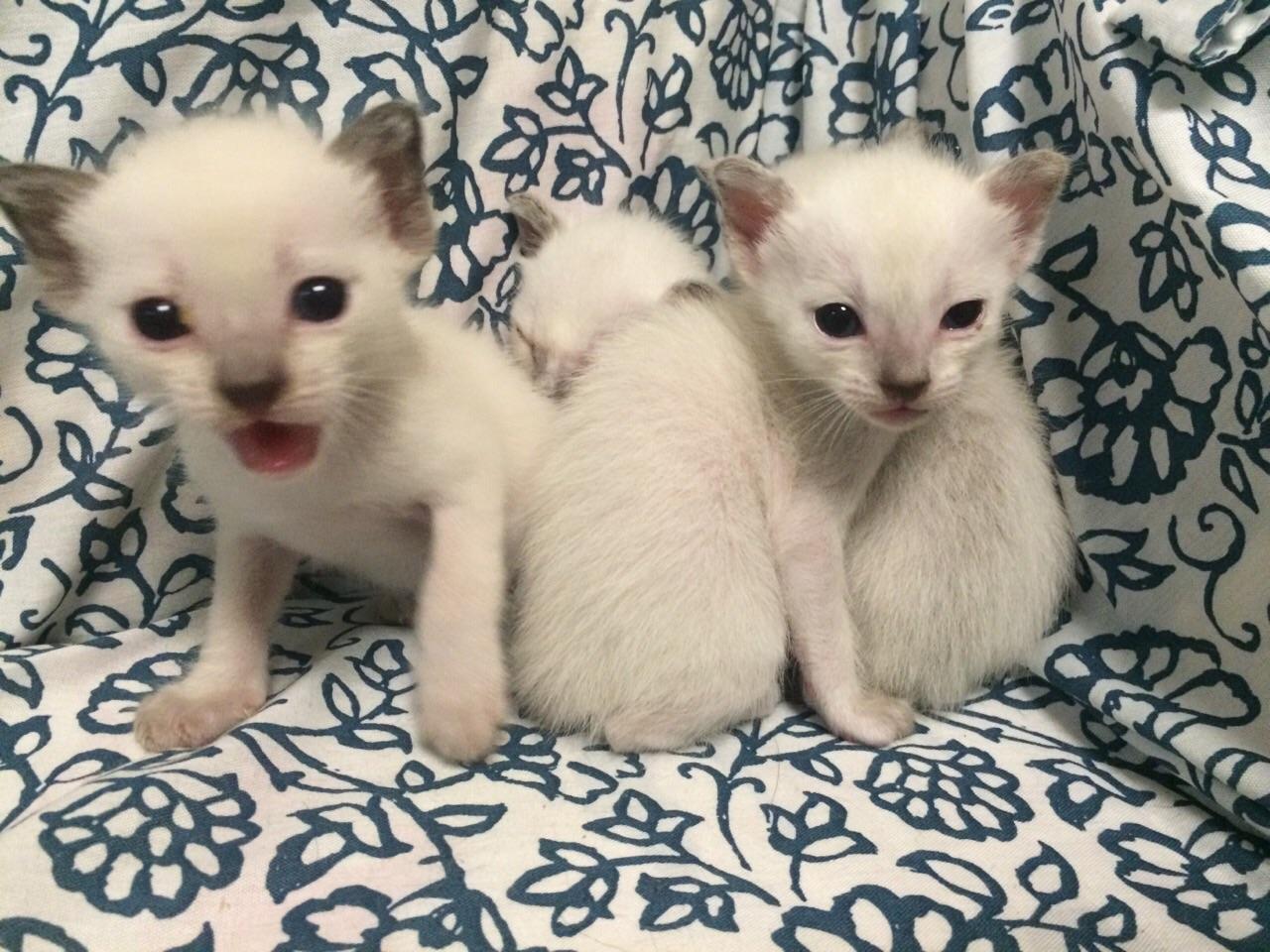 养一个月大小的猫该注意的事项有哪些? - 李宝