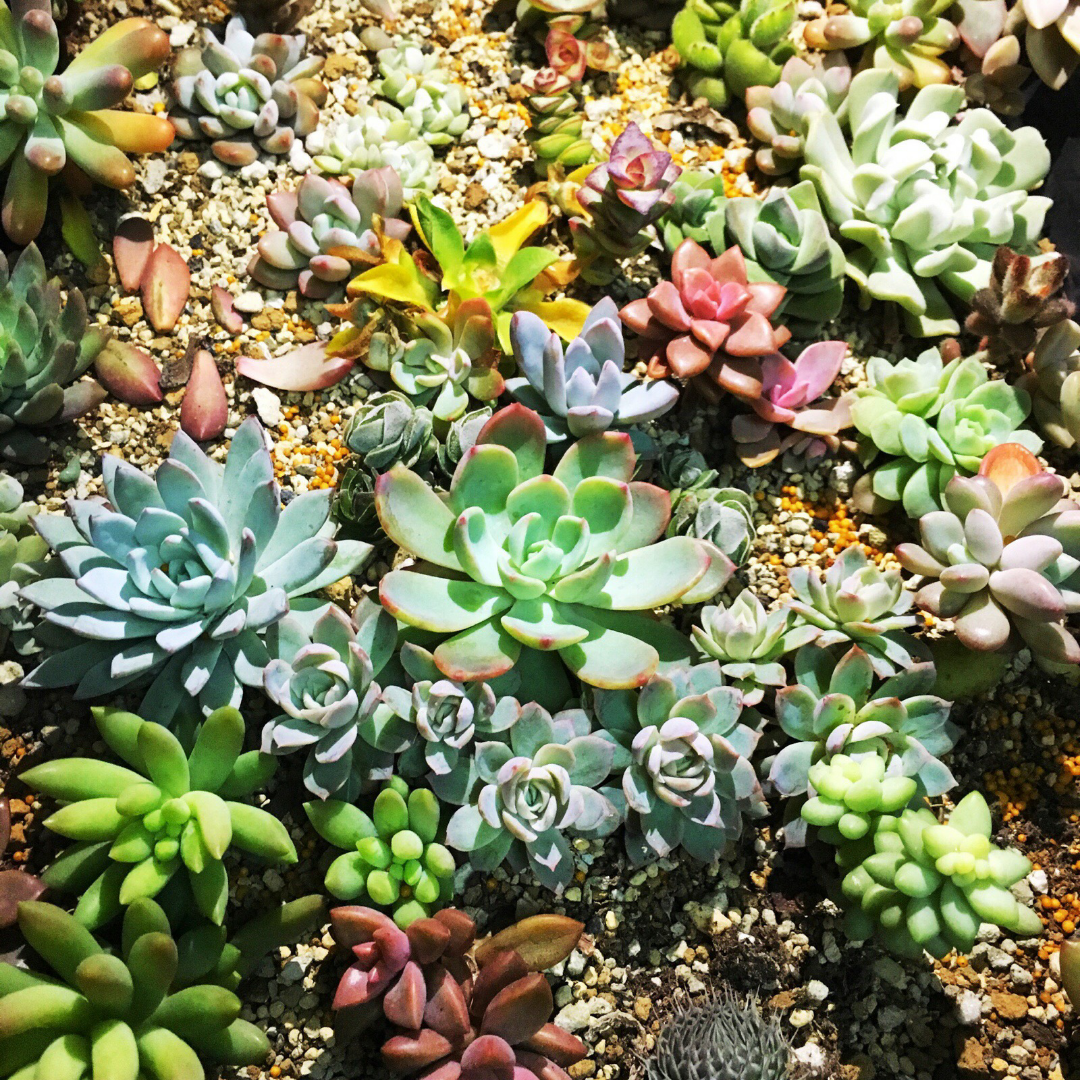 大家觉得网配圈大神有哪些?