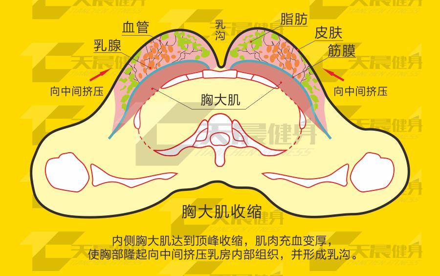 女性进行胸部力量训练有什么作用举例平板杠铃卧推