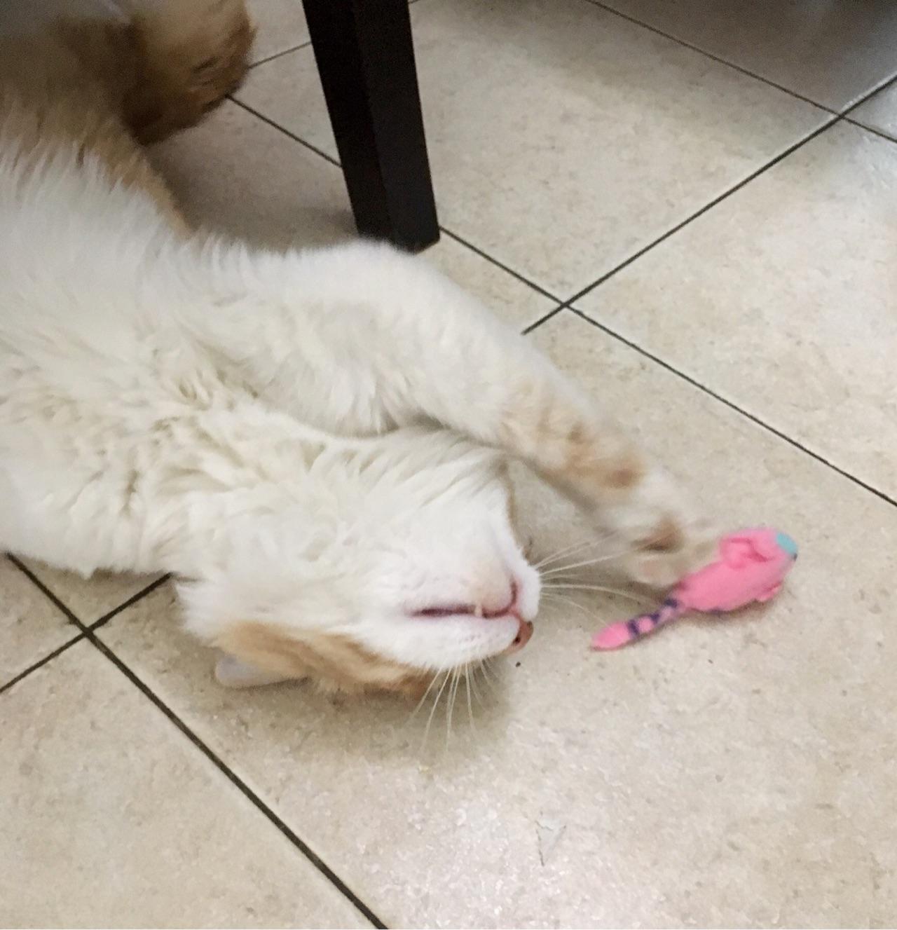 有哪些性价比很高的猫玩具? - 喵纳斯的回答