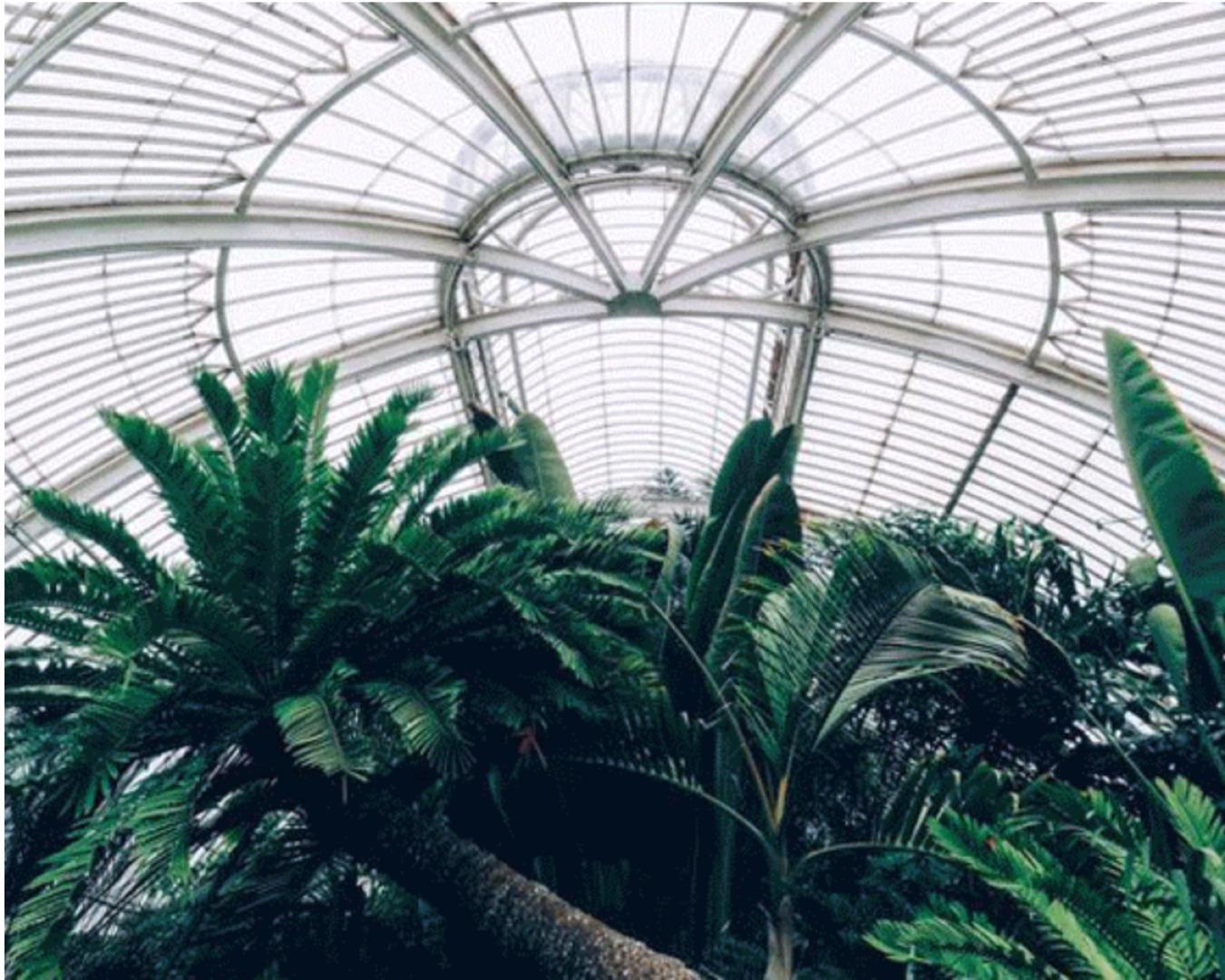 一只神奇小箱箱 和你不知道的植物历险记 植物迷恋者 知乎