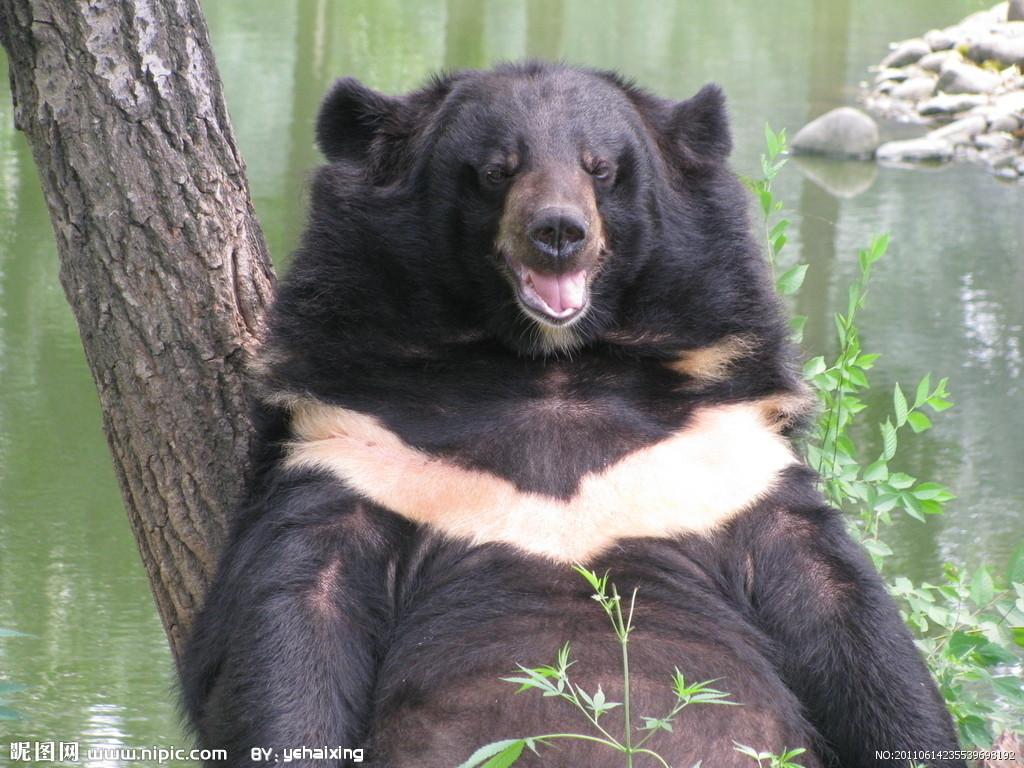 俄罗斯人为什么喜欢养熊?