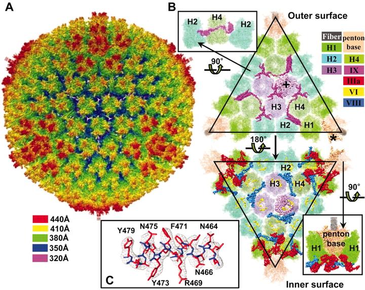 信不信由你,在这次新发现的西伯利亚阔口罐病毒中发现了类似正二十面