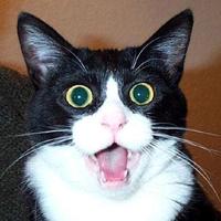 funnycat互联网/rd/逗比