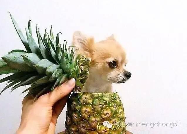 狗能吃什么水果?