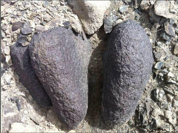 恐龙粪便化石化学化石化学化石是指古代生物的遗体虽然未能保存下来