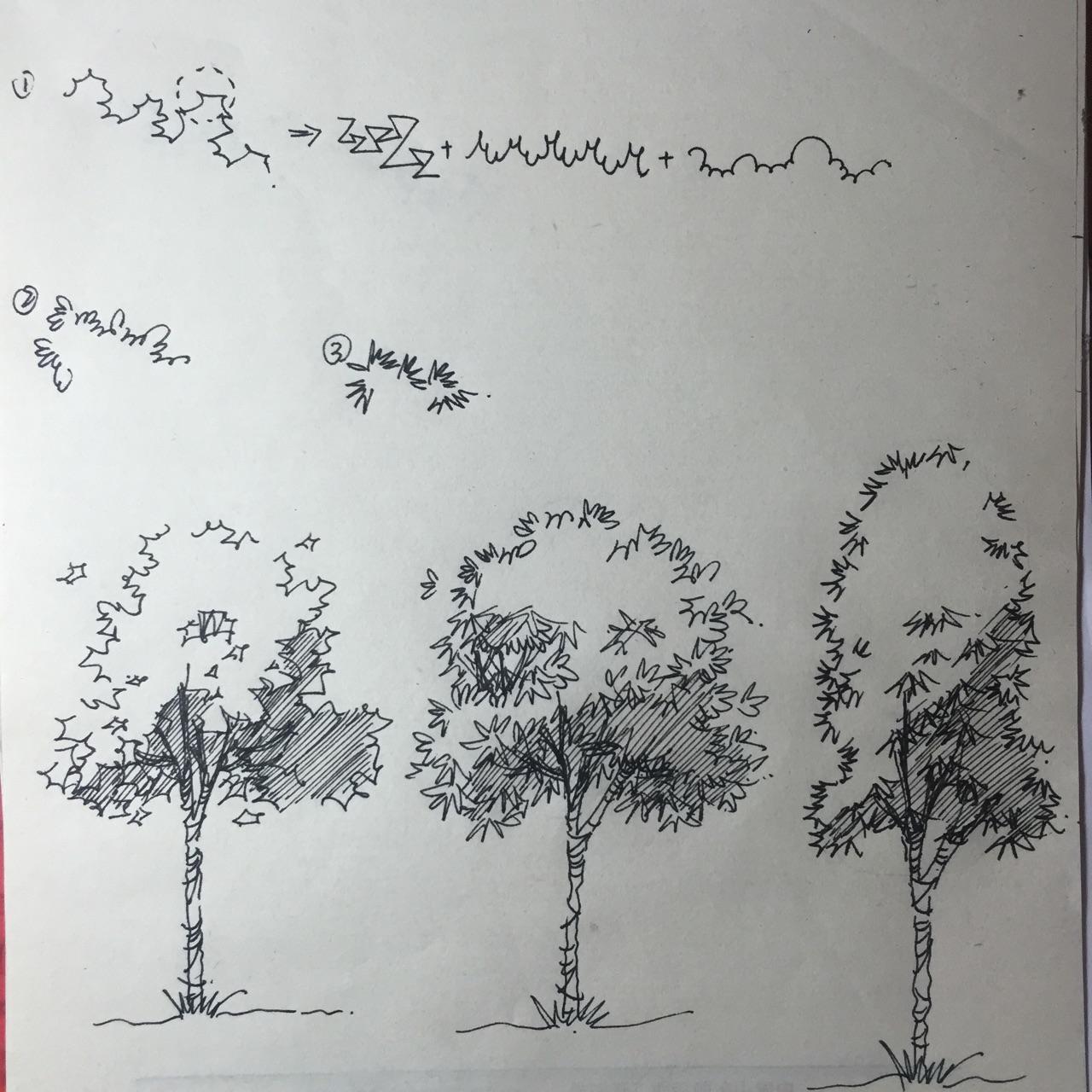 植树节大树简笔画画法图片步骤（学校画画图片） - 有点网 - 好手艺