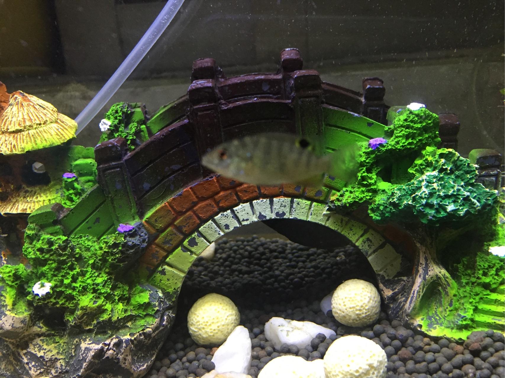 谁知道这是什么鱼,我在河里捞的,很小的鱼? - 鱼