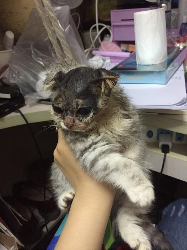 请问这种猫藓有什么疗效特别好的喷剂 知乎