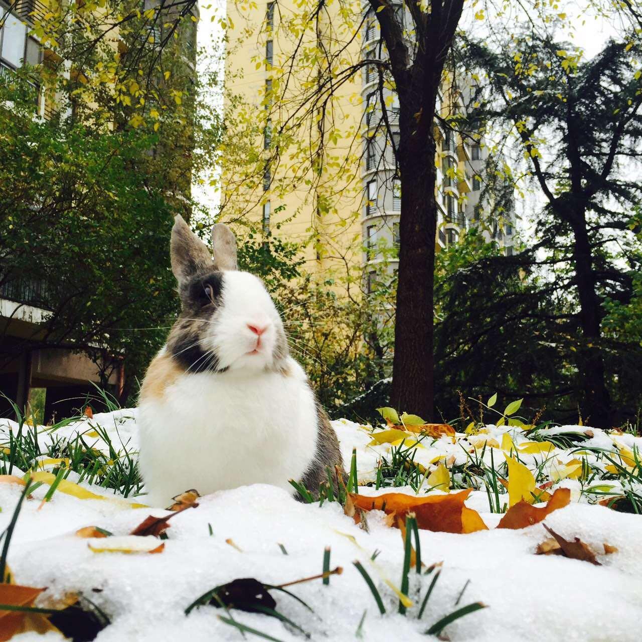 有养侏儒兔的小伙伴么 。?