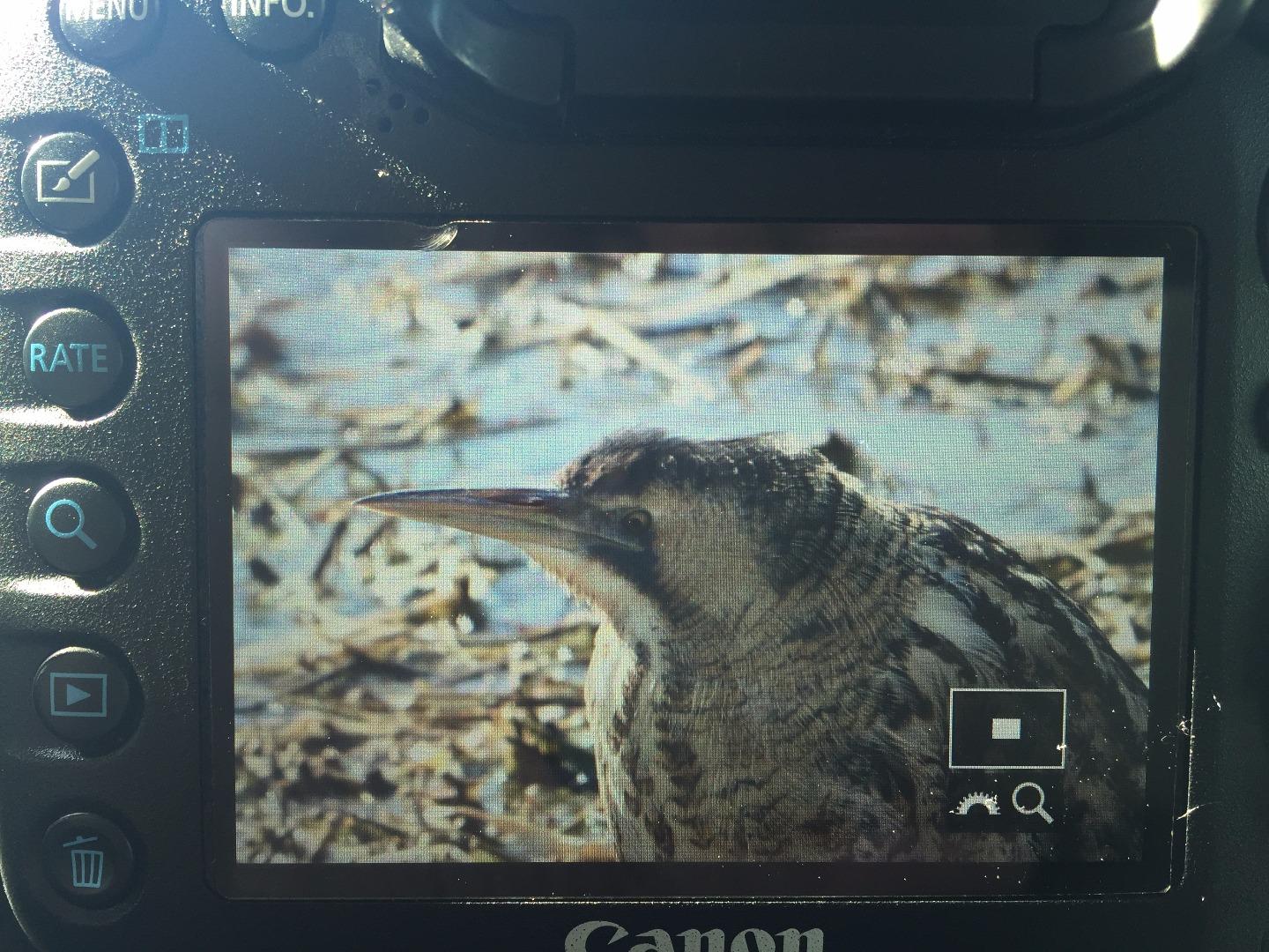 鸟类救助常见问题 知乎