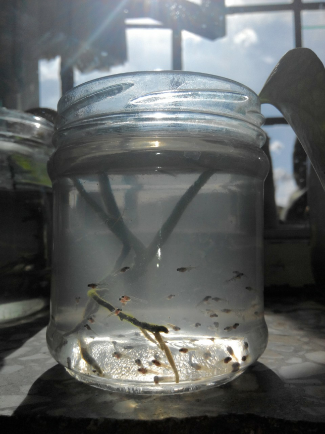 孔雀鱼生小鱼太多怎么办? - 鱼类