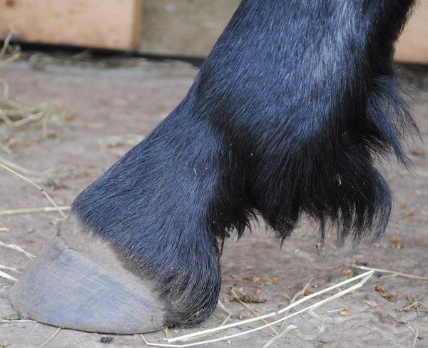 我们常见到马蹄是这样的