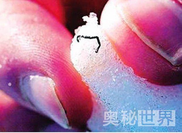 (转载)揭秘地球上唯一冻不死的动物:极地冰虫(图)
