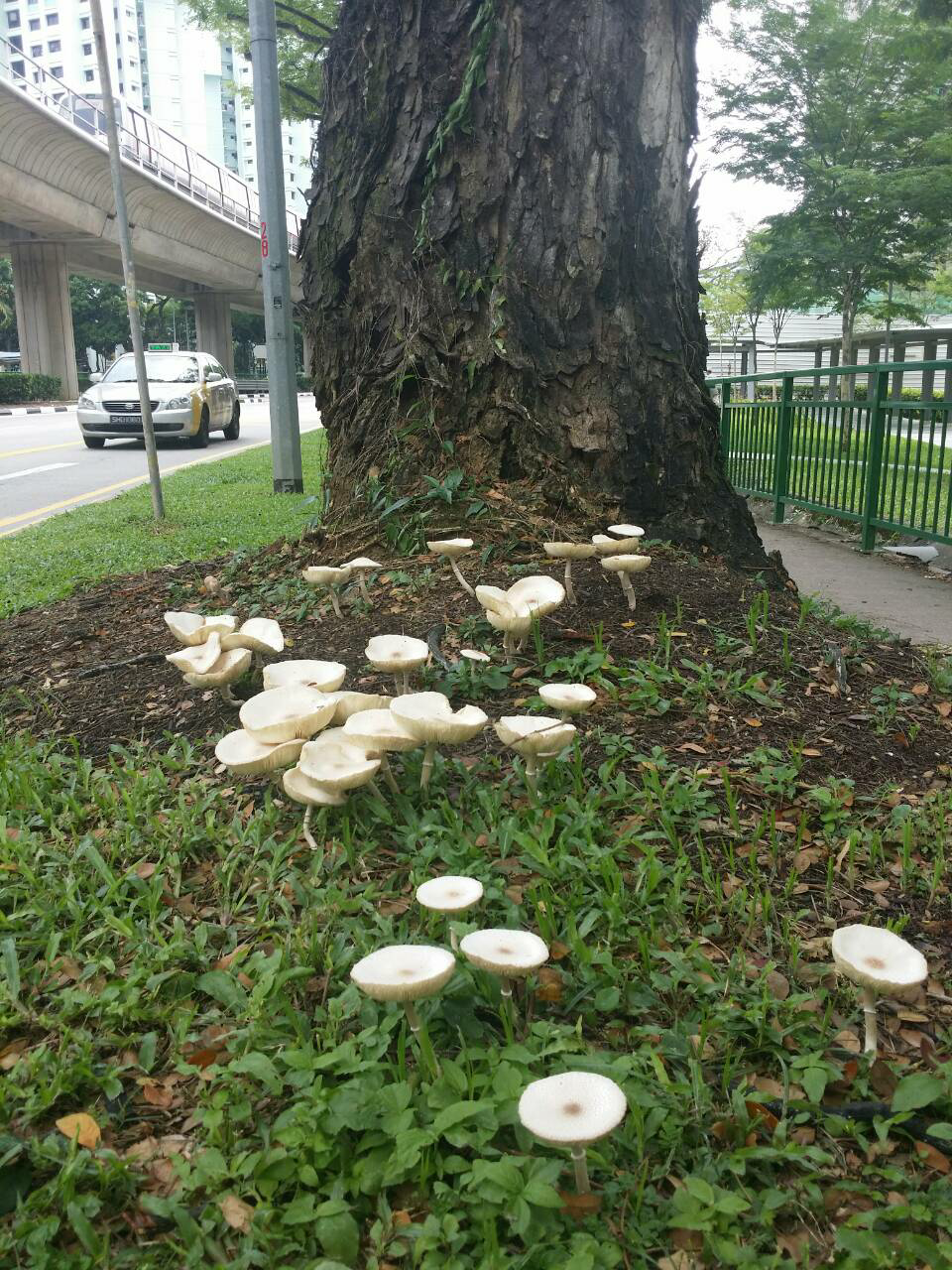 这种新加坡路边雨后的蘑菇叫什么名字,可以吃么?