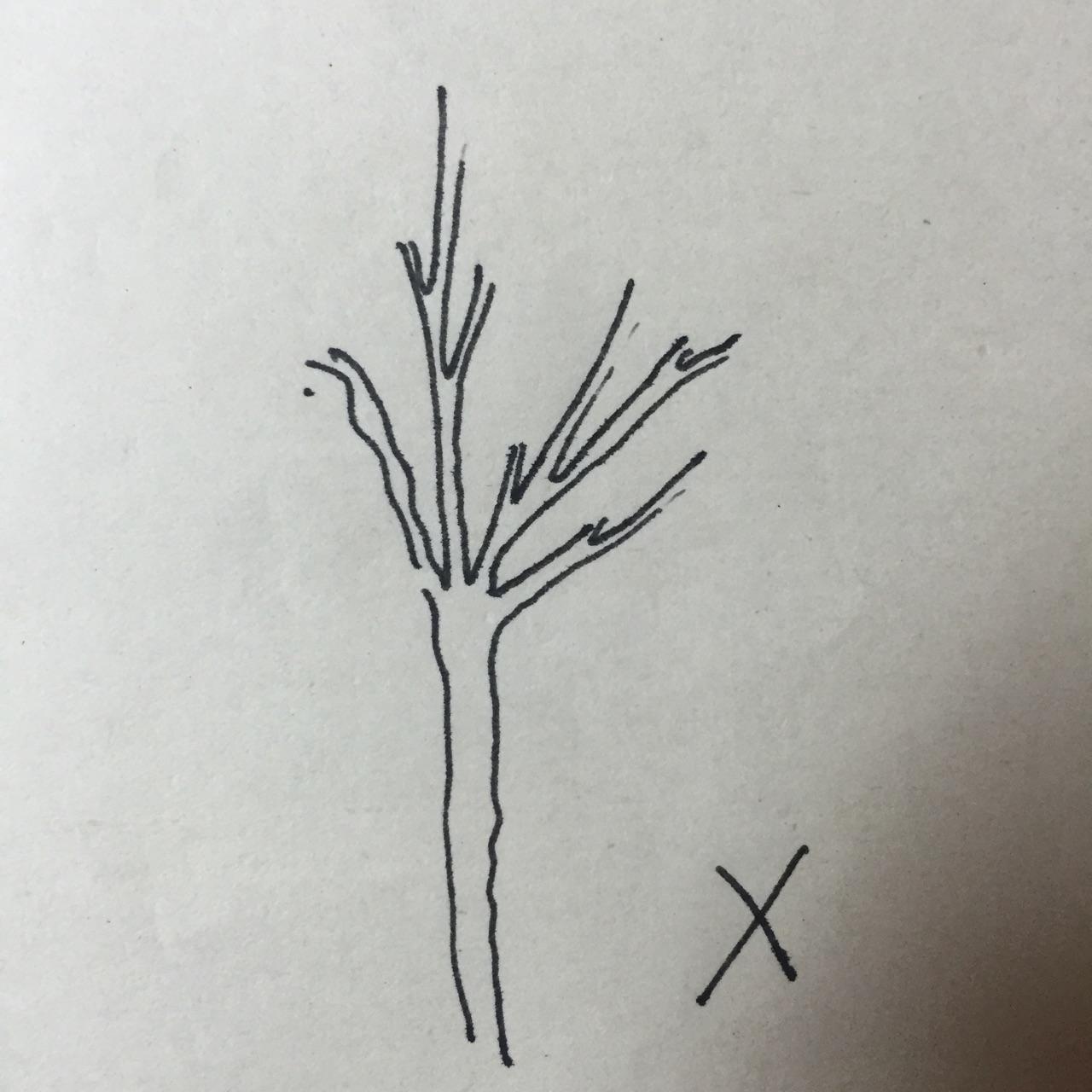 景观手绘中树怎么画比较好看? - 知乎