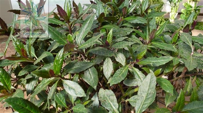 有哪些中草药的叶子泡茶有降血糖的功能?这个草是什么草?有用吗?