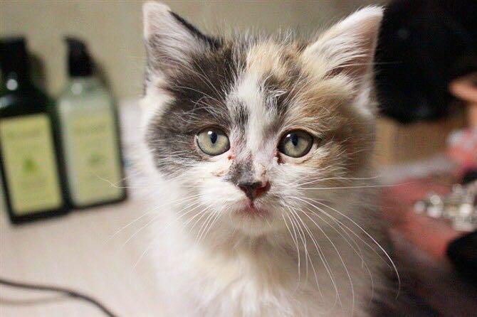 如何评价有个流浪猫救助者说猫毛过敏是矫情,